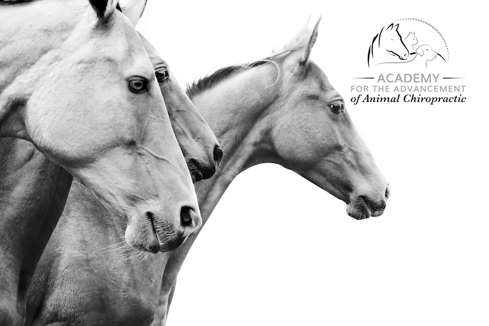 Academy for the Advancement of Animal Chiropractic Announces Strategic Expansion to Support Animal Chiropractors